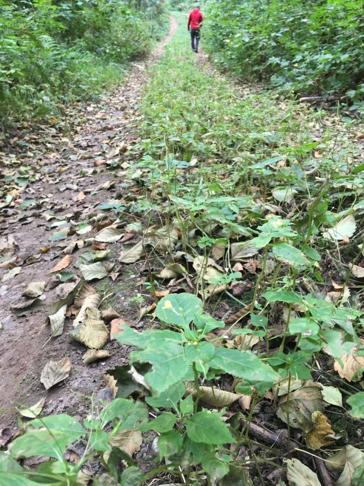 small-flowered jewelweed growing along a road