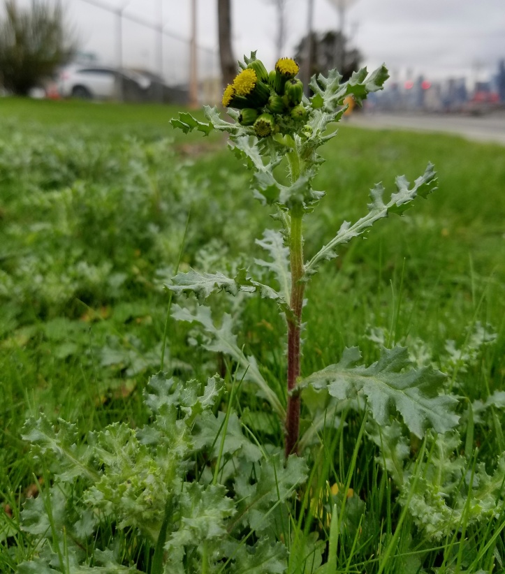 common groundsel plant in flower growing in grass