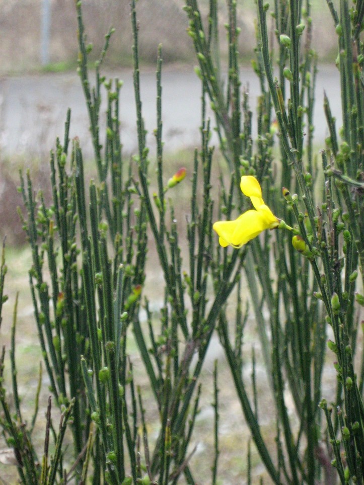 flowers starting to open on Scotch broom plant