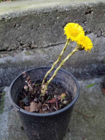 European coltsfoot flowers in early March following the sun. Photo by Sasha Shaw.