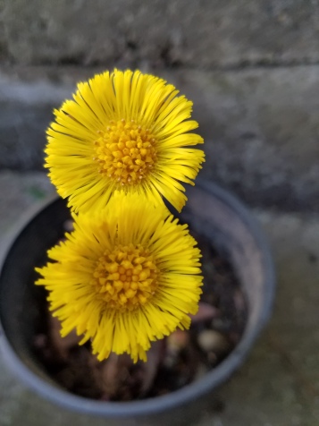 European coltsfoot flowers in early March. Photo by Sasha Shaw.