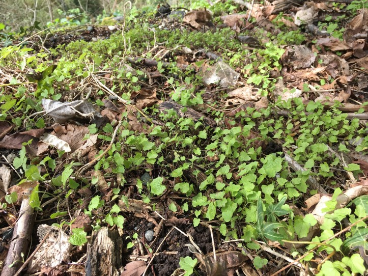 patch of garlic mustard seedlings in early April