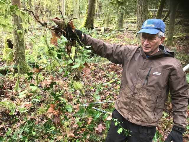 Volunteer removing English holly on Tiger Mountain
