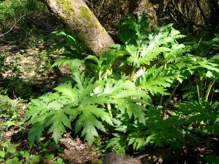 hogweed plants by tree