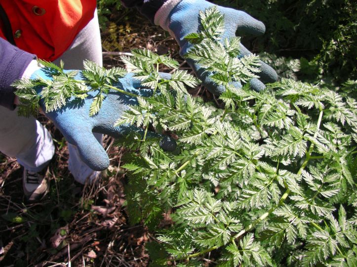 poison-hemlock leaves with gloved hands