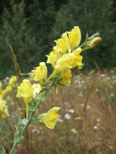 Dalmatian toadflax's bright yellow, snapdragon-like flowers.