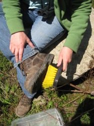 Weed free boots help stop the spread on invasive species to new parks.