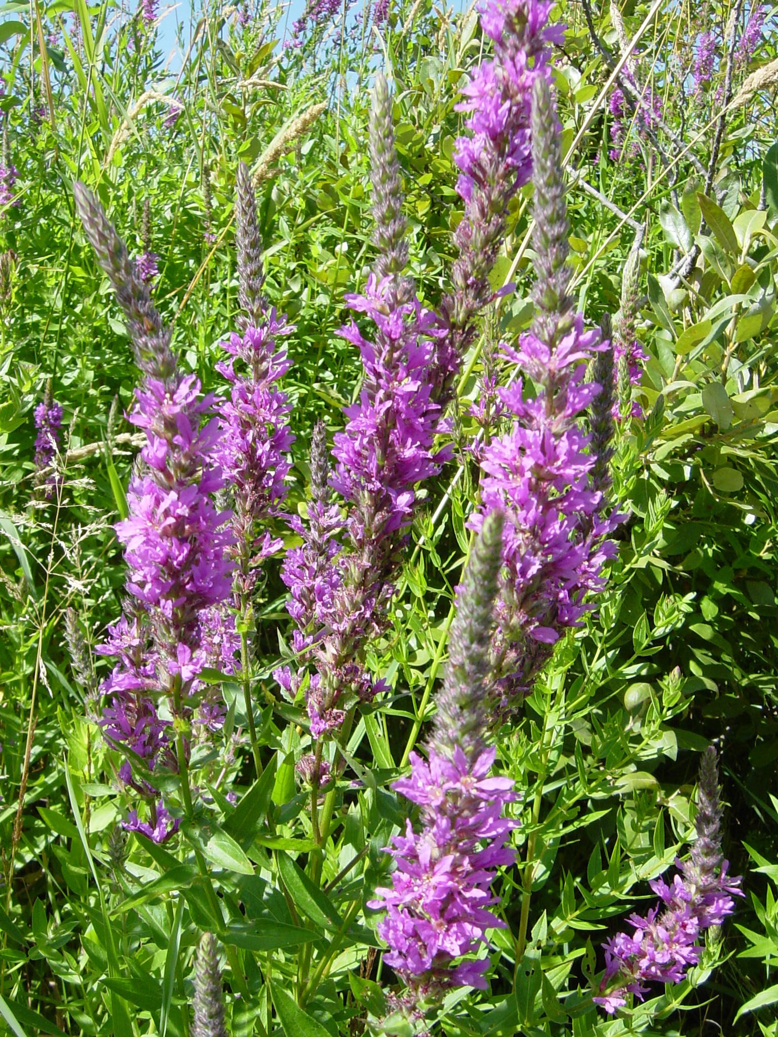 Purple Loosestrife – July 2018 Weed of the Month
