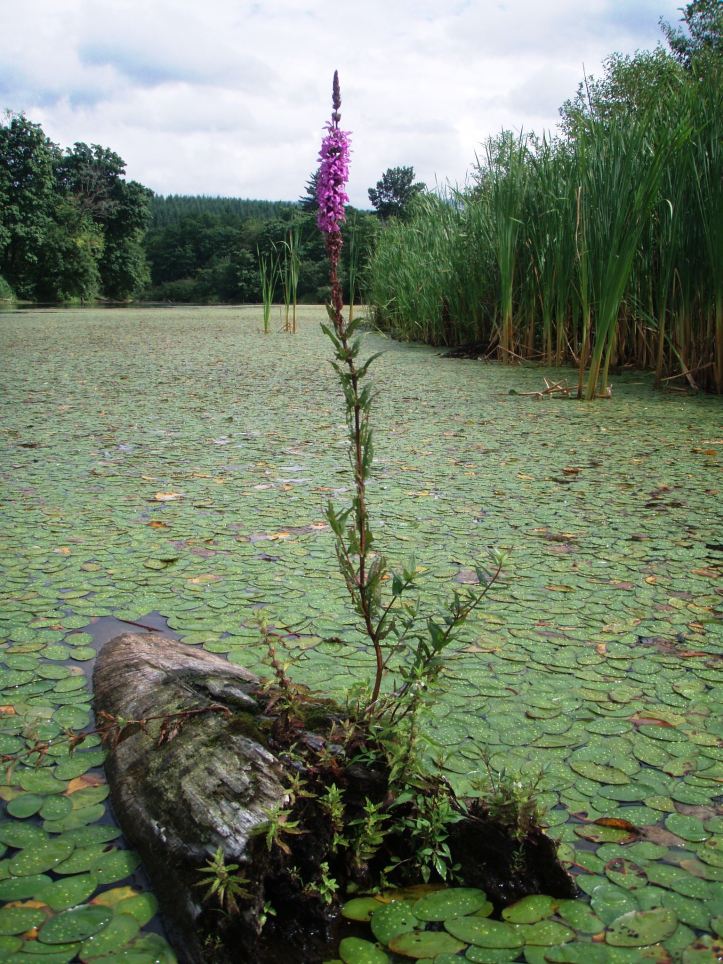 purple loosestrife on log in lake