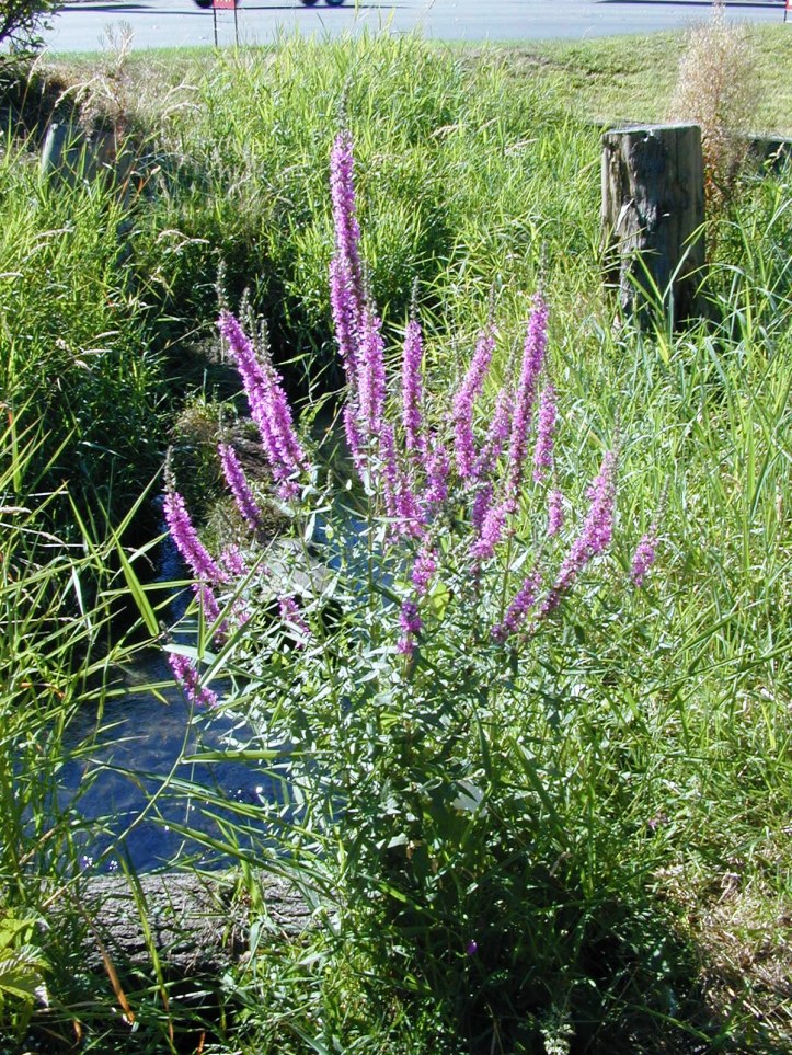 purple-loosestrife-plant