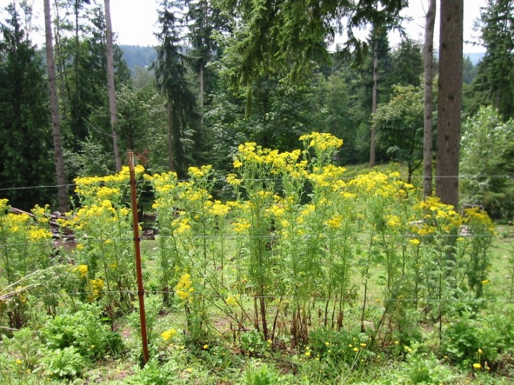 tansy-ragowrt-Duvall