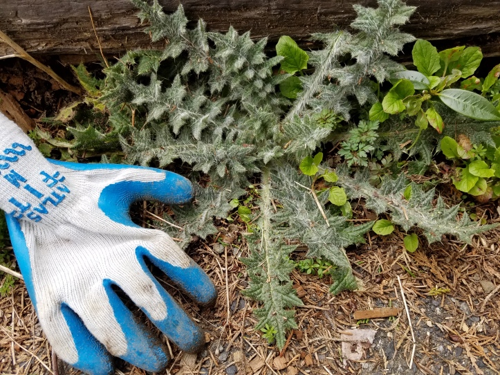 bull thistle rosette next to a glove