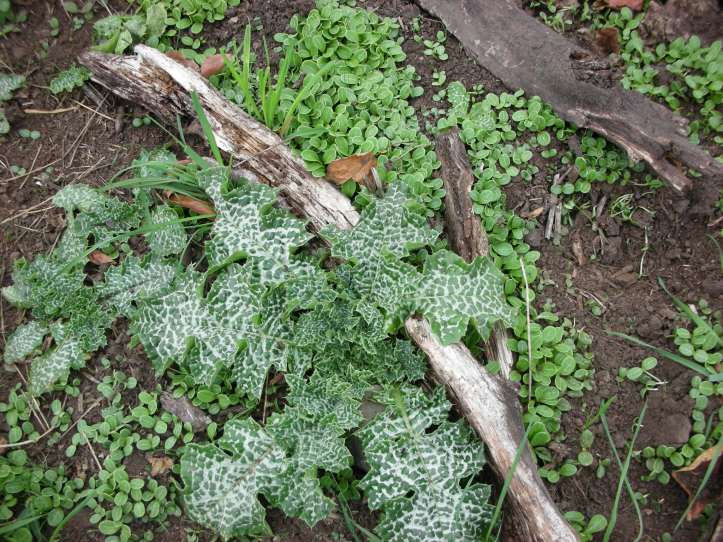 milk thistle rosette and seedlings growing in area with bare ground