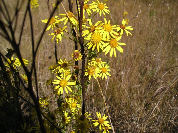 tansy ragwort flowers on almost leafless plants