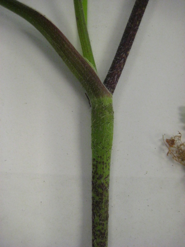 rough-chervil-chaerophyllum-temulum-stem-swollen-node-May2011-SHS