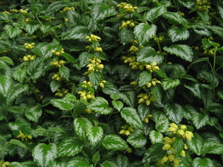 Yellow archangel with silver-green leaves and yellow flowers