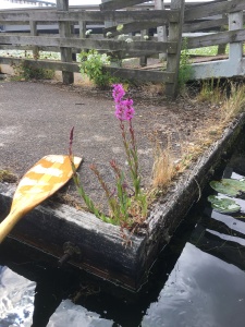 purple loosestrife plants growing on the edge of a dock