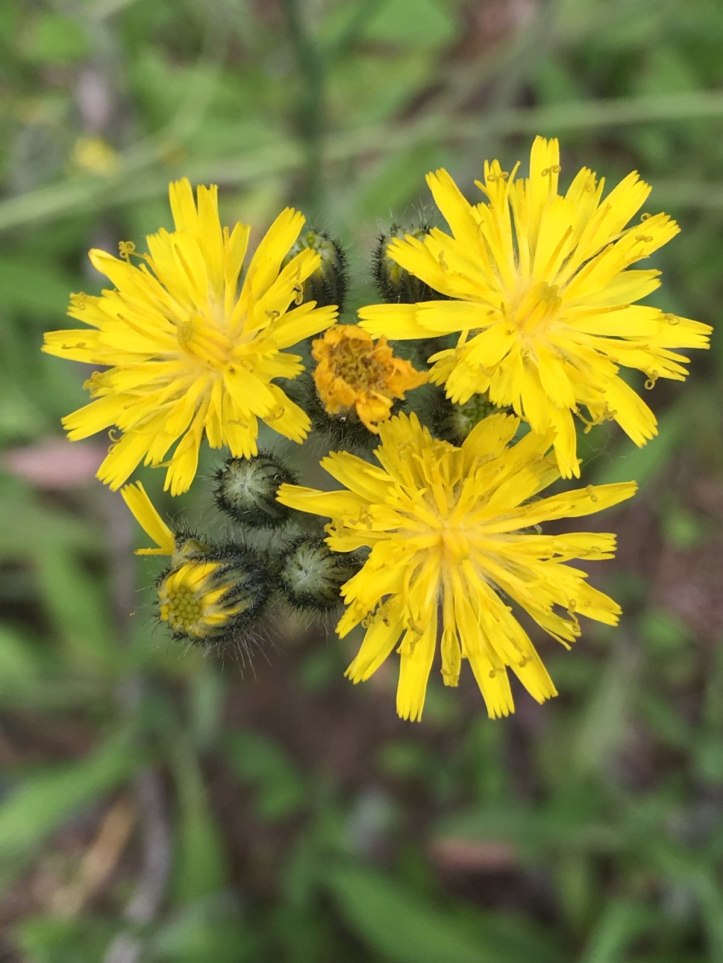 yellow hawkweed flowers from above