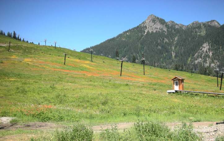 grassy ski slopes covered with orange hawkweed and yellow hawkweed