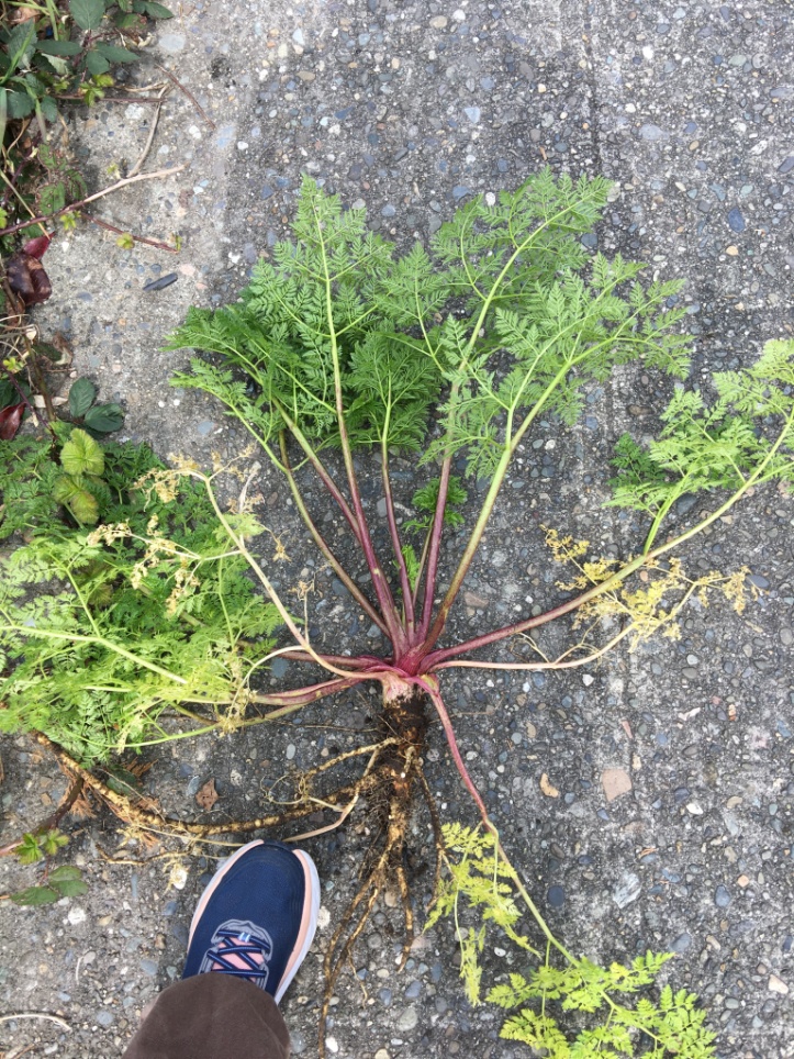 Poison-hemlock plant uprooted
