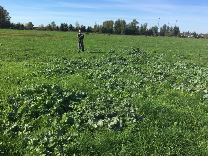 milk thistle in field before removal
