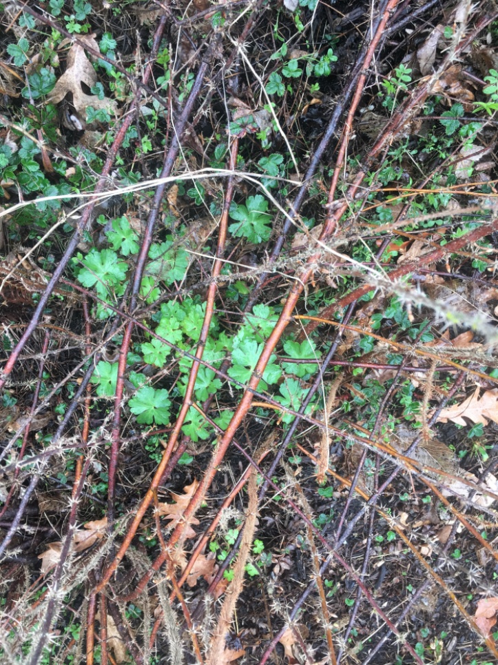 Shiny geranium hiding under thorny stems