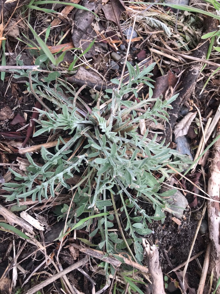 Spotted knapweed rosette in March