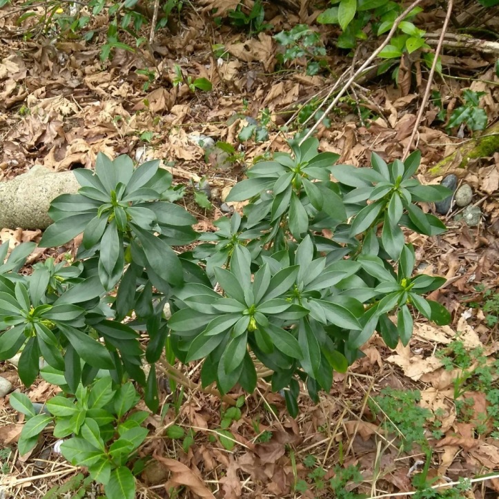 Spurge laurel in a Seattle park in March