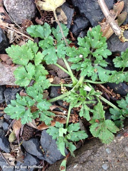 Creeping buttercup plant