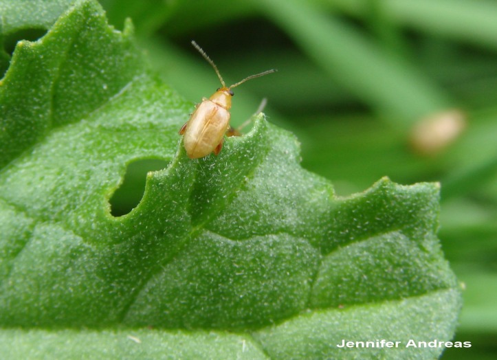 tansy ragwort flea beetle on leaf