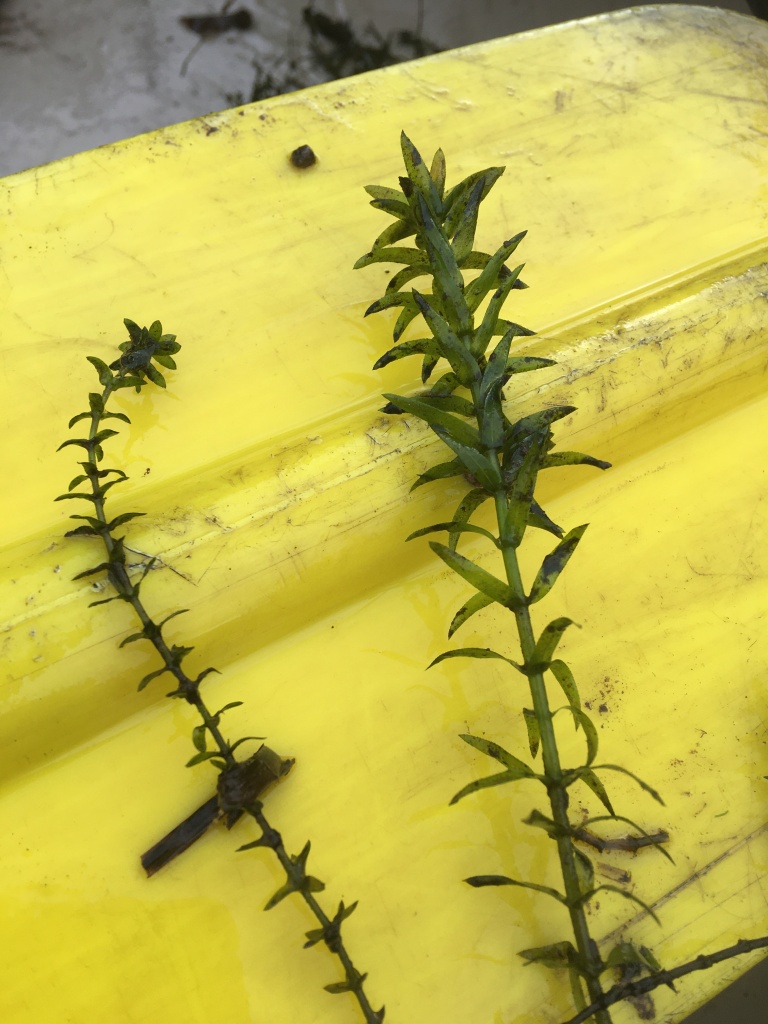 comparison photo of native Elodea and noxious weed Egeria