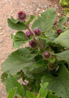 A photo of a burdock plant in flower
