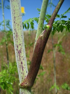A photo of a poison hemlock stem which is smooth not hairy