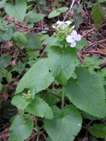 A lunaria plant with white flowers