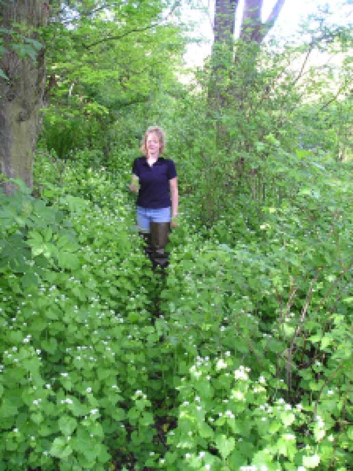 Maria stands in a forest where the whole understory is garlic mustard