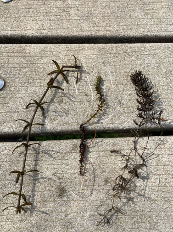 Three plants, from left to right: Egeria (Egeria densa), common waterweed (Elodea canadensis), Coontail (Ceratophyllum demersum)