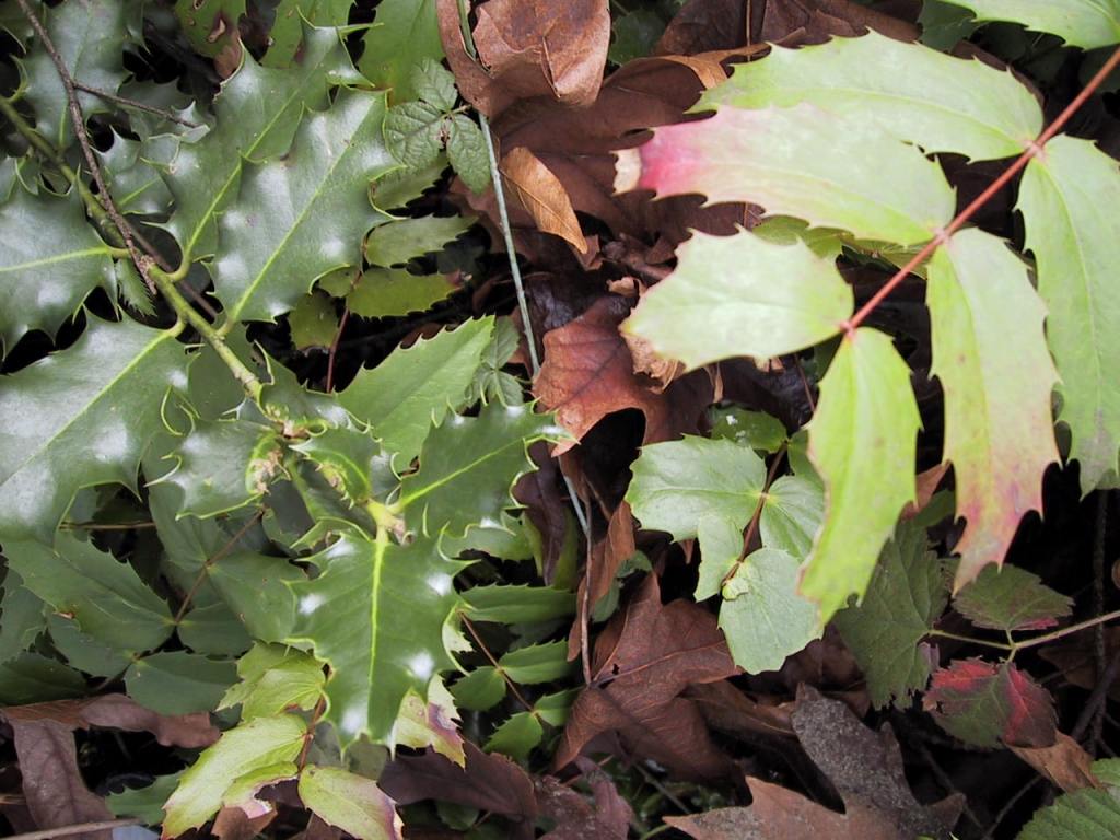 Two similarly sized plants side by side. English holly plant on the left has shiny, spiky, dark green leaves. Leaves alternate down the stem (do not directly face one another). Oregon grape plant on the right as similarly sized and shaped leaves. Difference is the Oregon grape leaves are lighter green and dull, its stem is reddish, and leaves are opposite of one another.